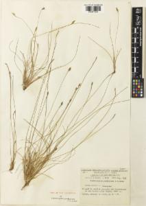 To Royal Botanic Gardens, Kew (Fimbristylis pachyptera K000974484 type 1)