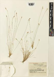 To Royal Botanic Gardens, Kew (Fimbristylis pachyptera K000974485 type 1)